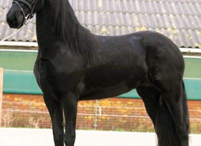 4 yrs old Year Old Friesian Mare . on HorseYard.com.au