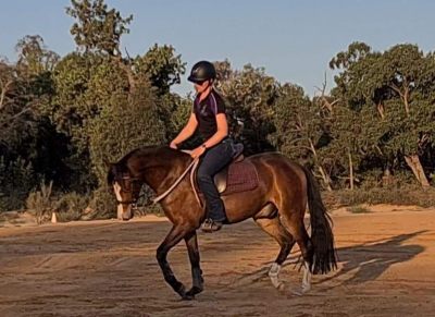 Royal Quality Large Hunter Pony on HorseYard.com.au