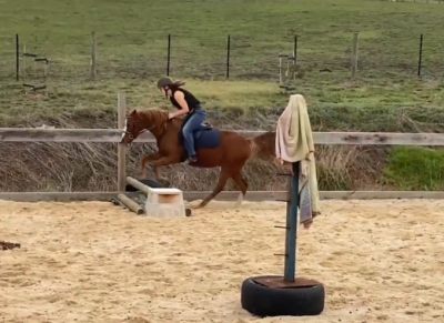 Friendly Australian Riding Pony on HorseYard.com.au