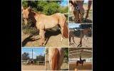 13hh 15 yrs old Educated Mare on HorseYard.com.au (thumbnail)