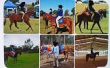 13hh 15 yrs old Educated Mare on HorseYard.com.au (thumbnail)