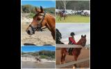 13hh 15 yrs old Educated Mare on HorseYard.com.au (thumbnail)