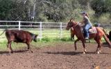 SENSIBLE ALLROUNDER QH GELDING on HorseYard.com.au (thumbnail)