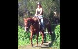 Dead Quiet Red Pure QH Gelding + VIDEO+ on HorseYard.com.au (thumbnail)