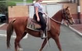 SENSIBLE ALLROUNDER QH GELDING on HorseYard.com.au (thumbnail)