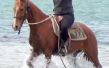 SENSIBLE ALLROUNDER QH GELDING on HorseYard.com.au (thumbnail)