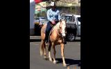 Golden Palomino QH Mare + VIDEO+ on HorseYard.com.au (thumbnail)