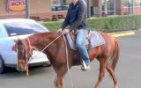 Easy Going Red QH Mare + VIDEO on HorseYard.com.au (thumbnail)