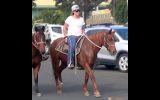 Pretty Red QH Mare + VIDEO+ on HorseYard.com.au (thumbnail)