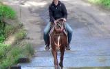 Easy Going Red QH Mare + VIDEO on HorseYard.com.au (thumbnail)