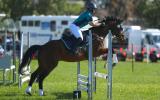 Show jumping Thoroughbred on HorseYard.com.au (thumbnail)