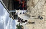 Thoroughbred gelding on HorseYard.com.au (thumbnail)