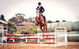 Experienced Performance Mount on HorseYard.com.au (thumbnail)