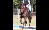 Mishani Phoenix  on HorseYard.com.au (thumbnail)