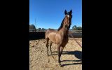 9 years OTT Thoroughbred Gelding on HorseYard.com.au (thumbnail)