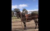 Thoroughbred mare  on HorseYard.com.au (thumbnail)