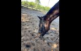 Sweet Bay TB Gelding on HorseYard.com.au (thumbnail)