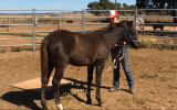 Spotted Pony Gelding on HorseYard.com.au (thumbnail)