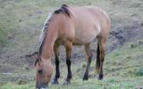 Dun ASH x Arabian Pony Mare on HorseYard.com.au (thumbnail)