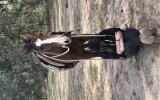 Quarter horse gelding  on HorseYard.com.au (thumbnail)