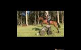 Talented Brumby Mare on HorseYard.com.au (thumbnail)