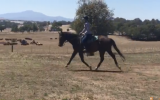Super easy to ride TB on HorseYard.com.au (thumbnail)