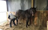 Lenny 4 yr old bay roan QH on HorseYard.com.au (thumbnail)