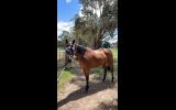 OTTB MARE  on HorseYard.com.au (thumbnail)