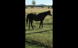 Thoroughbred gelding, very quiet  on HorseYard.com.au (thumbnail)