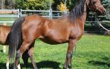 Arab mare by Desperado winner WAHO on HorseYard.com.au (thumbnail)