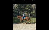 Bodie charismatic all rounder Clydie X TB  on HorseYard.com.au (thumbnail)