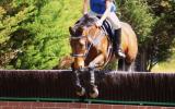 Fuss free all rounder/eventer on HorseYard.com.au (thumbnail)