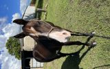 QH x gelding  on HorseYard.com.au (thumbnail)