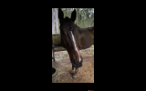 Novice’s TB gelding  on HorseYard.com.au (thumbnail)