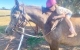 Versatile young mare on HorseYard.com.au (thumbnail)