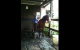 Welsh Mountain Mare on HorseYard.com.au (thumbnail)