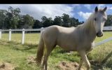 Welsh Palomino mare  on HorseYard.com.au (thumbnail)