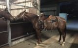 Beautiful Roan QH x mare  on HorseYard.com.au (thumbnail)