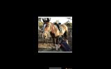 Warmblood Gelding on HorseYard.com.au (thumbnail)