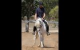 Beautiful Pony looking for new home. on HorseYard.com.au (thumbnail)