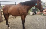 Quiet TB Gelding on HorseYard.com.au (thumbnail)