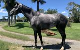 6yo OTT Mare MISS CELITA on HorseYard.com.au (thumbnail)