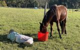 Dusty. Standardbred 12year old on HorseYard.com.au (thumbnail)