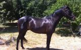 Gorgeous WB X Gelding been there done that!!  on HorseYard.com.au (thumbnail)