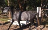 Registered Aust pony, 4yo Filly very pretty girl needs to be showing on HorseYard.com.au (thumbnail)