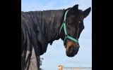 lucky on HorseYard.com.au (thumbnail)