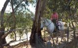 Quiet Percheron Mare, confidence builder on HorseYard.com.au (thumbnail)