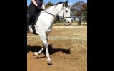 Lovely Broodmare/Companion  on HorseYard.com.au (thumbnail)