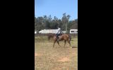 Show Artist- OTT thoroughbred  on HorseYard.com.au (thumbnail)