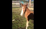 Project Pony  on HorseYard.com.au (thumbnail)